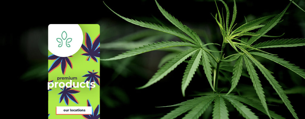 Cannabis Digital Advertising Options: New Opportunities for this Blooming Category
