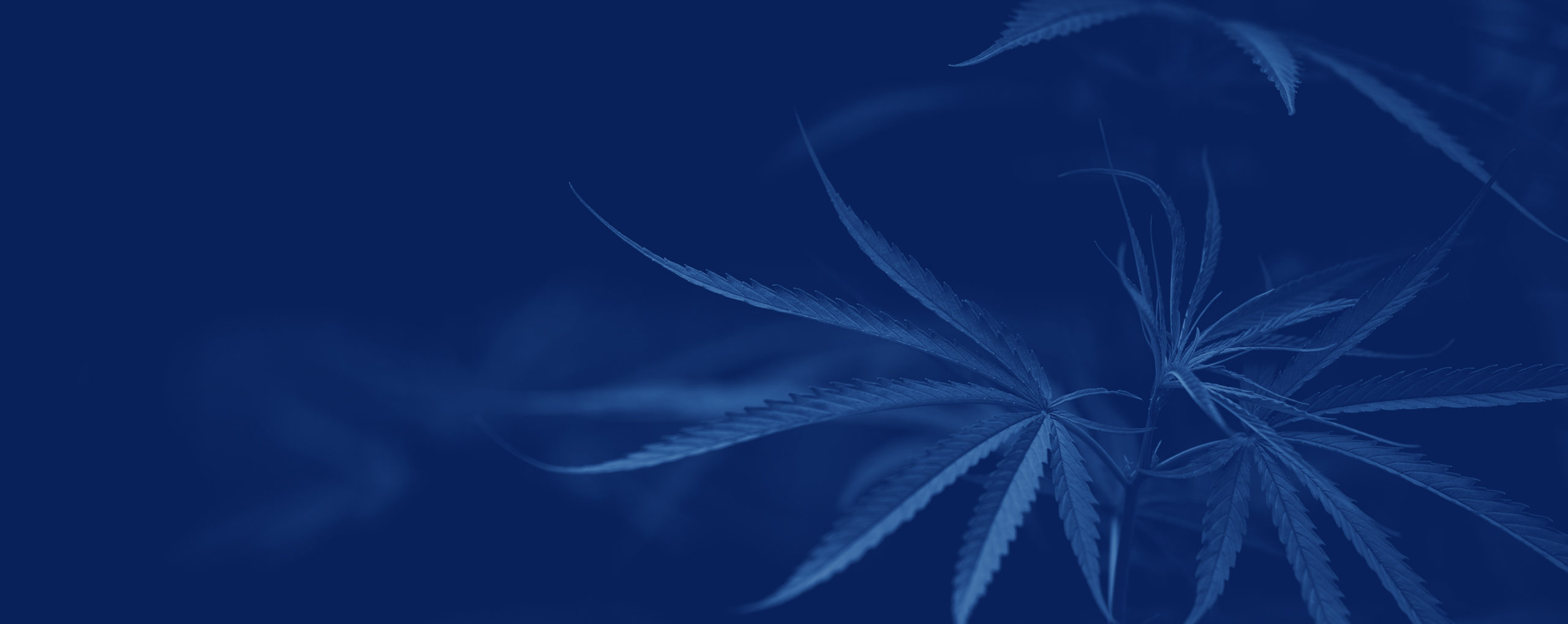 Cannabis Digital Advertising Options: New Opportunities for This Blooming Category