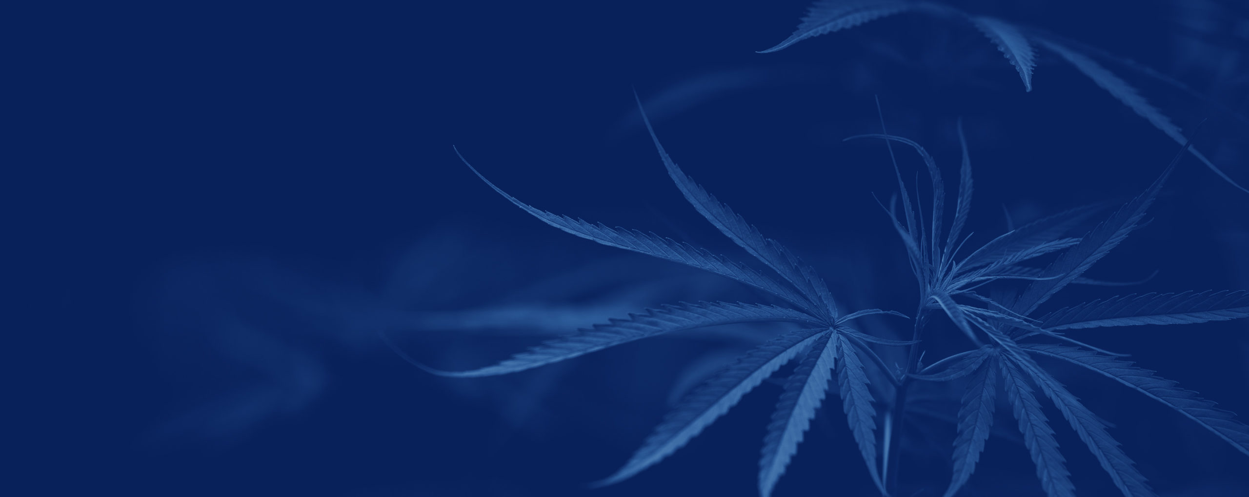 Cannabis Digital Advertising Options: New Opportunities for This Blooming Category